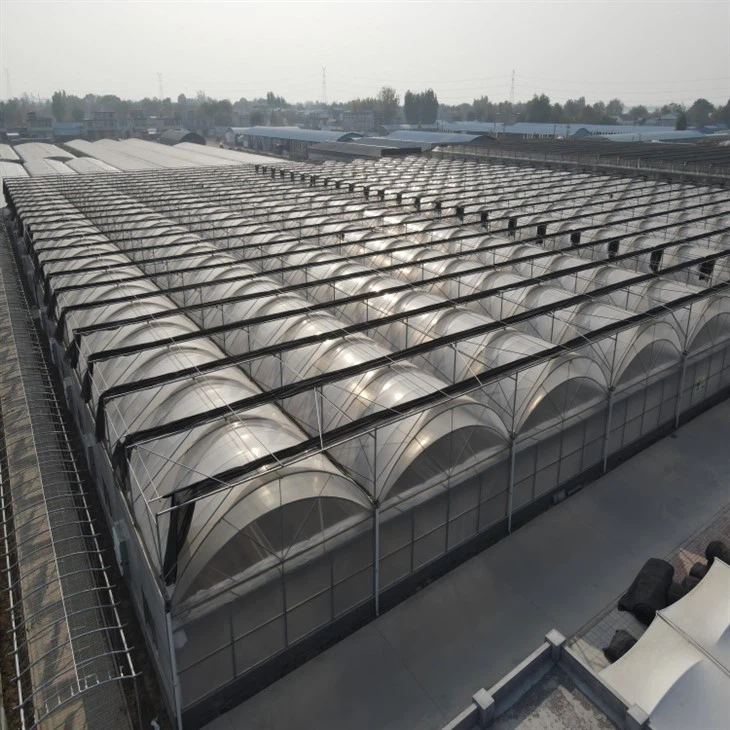 Multi Tunnel Greenhouse suppliers